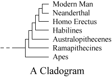 Evolutionary Cladogram