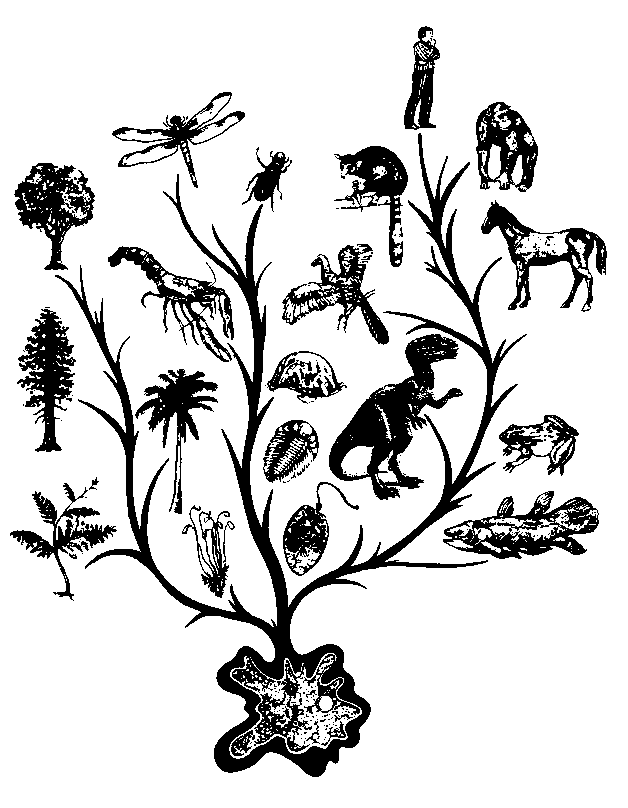 tree of life images. evolutionary tree of life